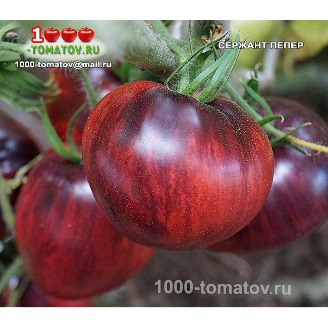 Интересный сорт с алой окраской и фиолетовыми «погонами» — томат сержант пеппер: описание помидоров и характеристики