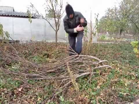 Пошаговая инструкция, как укрыть инжир на зиму правильно и подготовить дерево к холодам