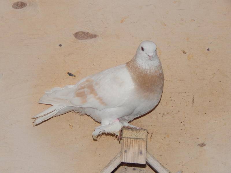 Туркменские голуби агараны: описание породы, разведение и уход