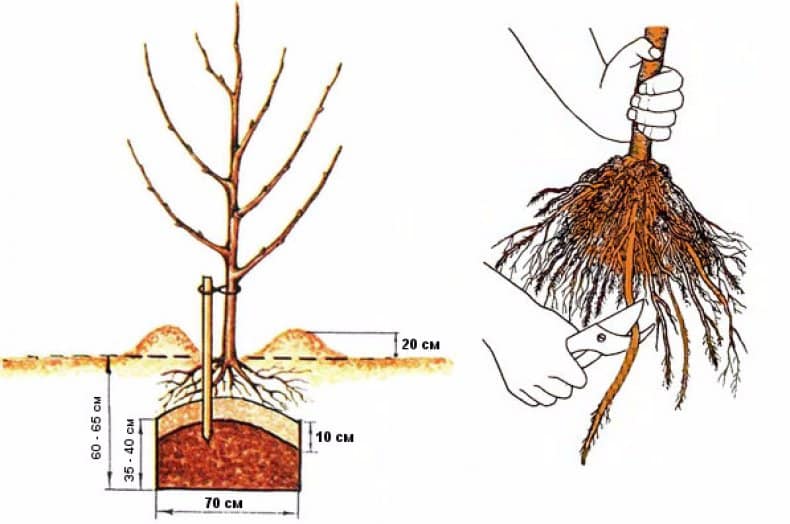 Сажаем вишню весной. как правильно посадить вишню осенью саженцами – пошаговая инструкция. как правильно посадить вишню
