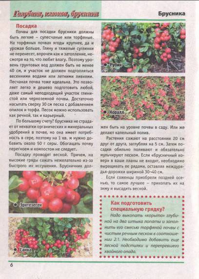 Схема посадки клюквы садовой