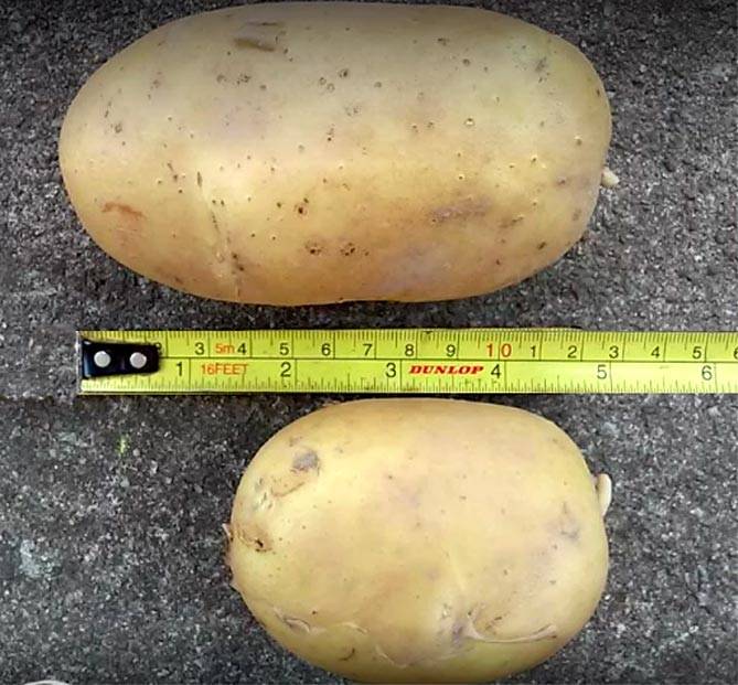 Картофель гала: характеристика и описание сорта, выращивание и уход