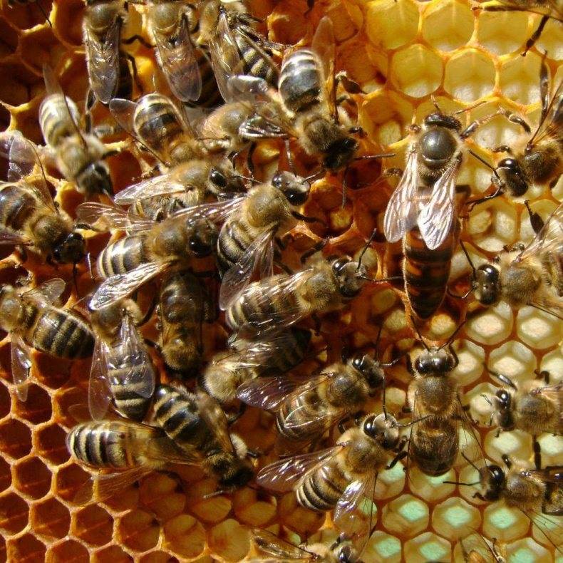 Пчеловодство и пчелы карника: описание породы, и их характеристика