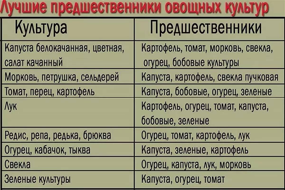 Правила посева моркови для отличного урожая. видео — ботаничка
