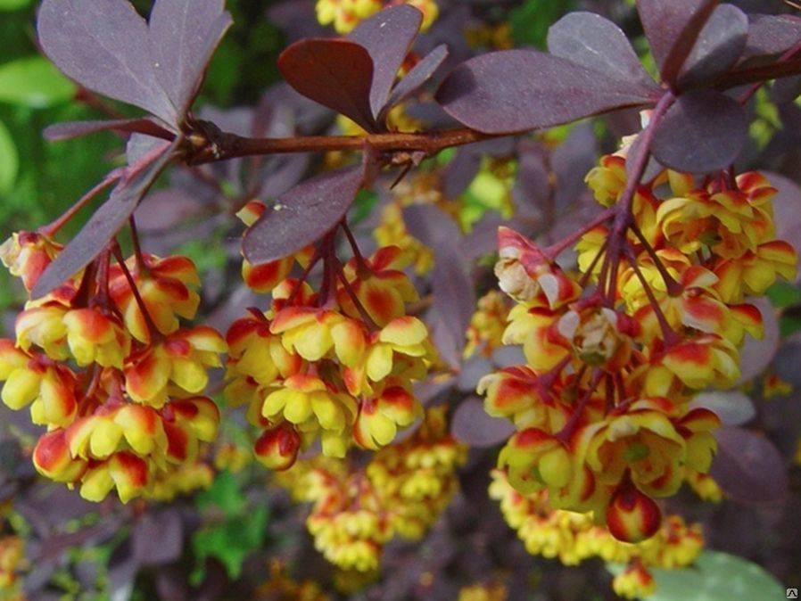 Барбарис амурский (berberis amurensis): описание декоративных деревьев и кустарников