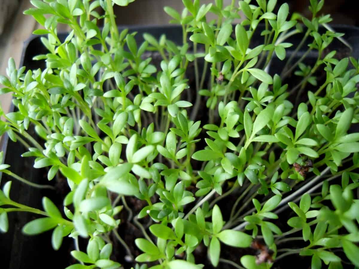 Кресс-салат: фото растения, выращивание на подоконнике и в открытом грунте, как вырастить в домашних условиях из семян, как сажать, как выглядит, данский, забава, дукат