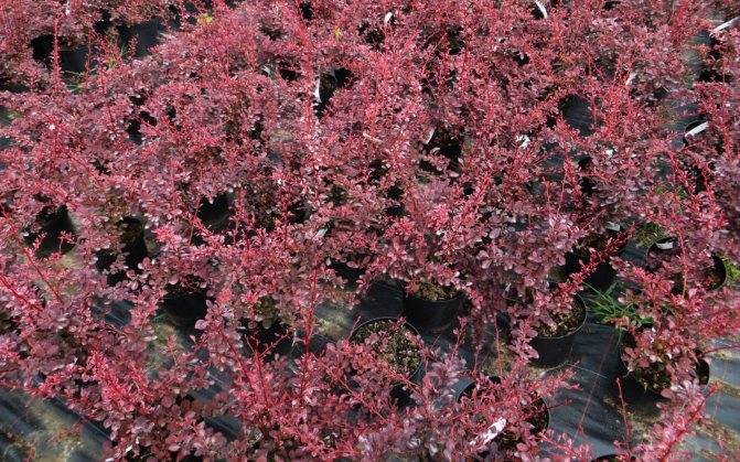 Барбарис роуз глоу (rose glow): описание, фото, отзывы о декоративном сорте