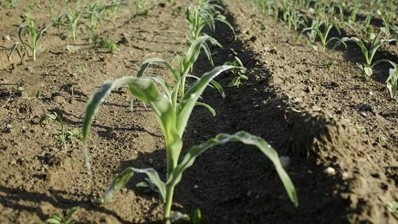 Как посадить кукурузу в огороде в открытый. Рассада кукурузы. Всходы кукурузы. Высадка кукурузы в открытый грунт. Сажаем кукурузу в открытый грунт.