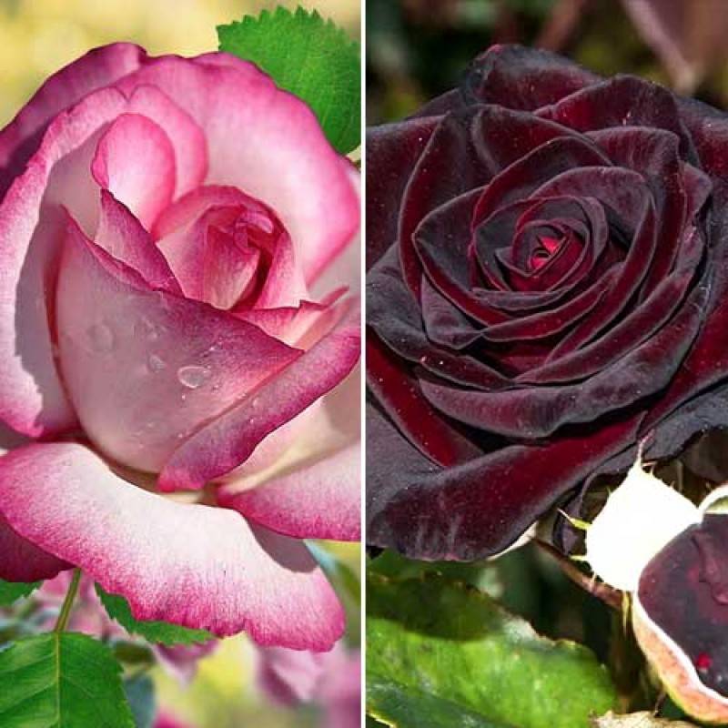 Чайно-гибридные розы: лучшие сорта, уход и выращивание