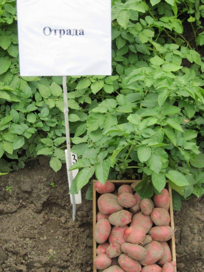 Картофель красавчик: описание и характеристика сорта, правила посадки, отзывы