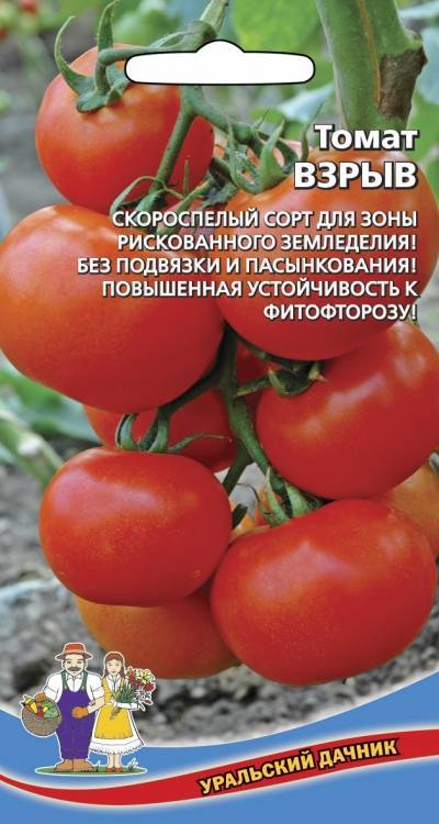 Томат взрыв: описание и характеристика сорта помидоров для выращивания в сибири и на урале, урожайность, принципы посадки и ухода
