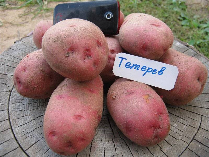 Сорта картофеля для восточно-сибирского региона: список