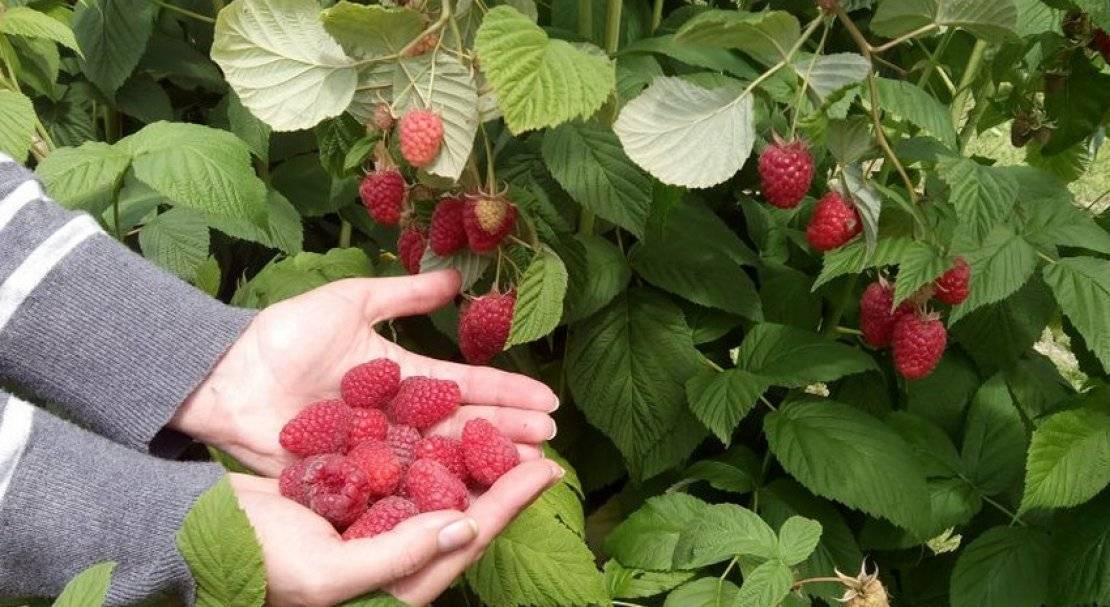 Малина марастар, отзывы, описание сорта marastar, фото