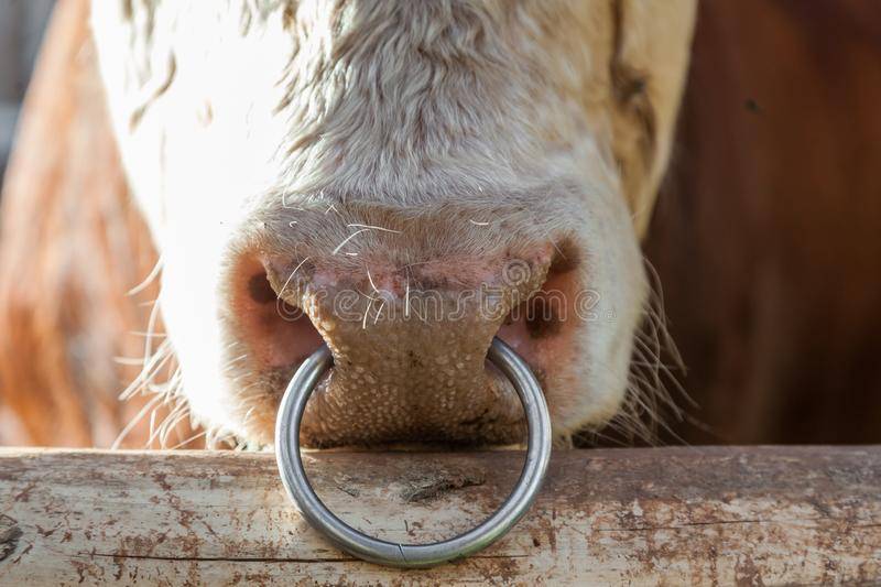 Кольцо в носу у быков: назначение, алгоритм установки,