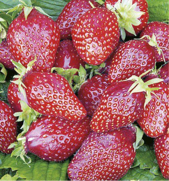 Описание клубники сорта гаригуэтта, правила посадки и ухода