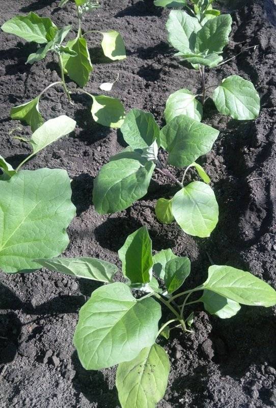 Баклажаны: выращивание и уход в открытом грунте, как правильно сажать — как сажать баклажаны в открытый грунт рассадой — про огород