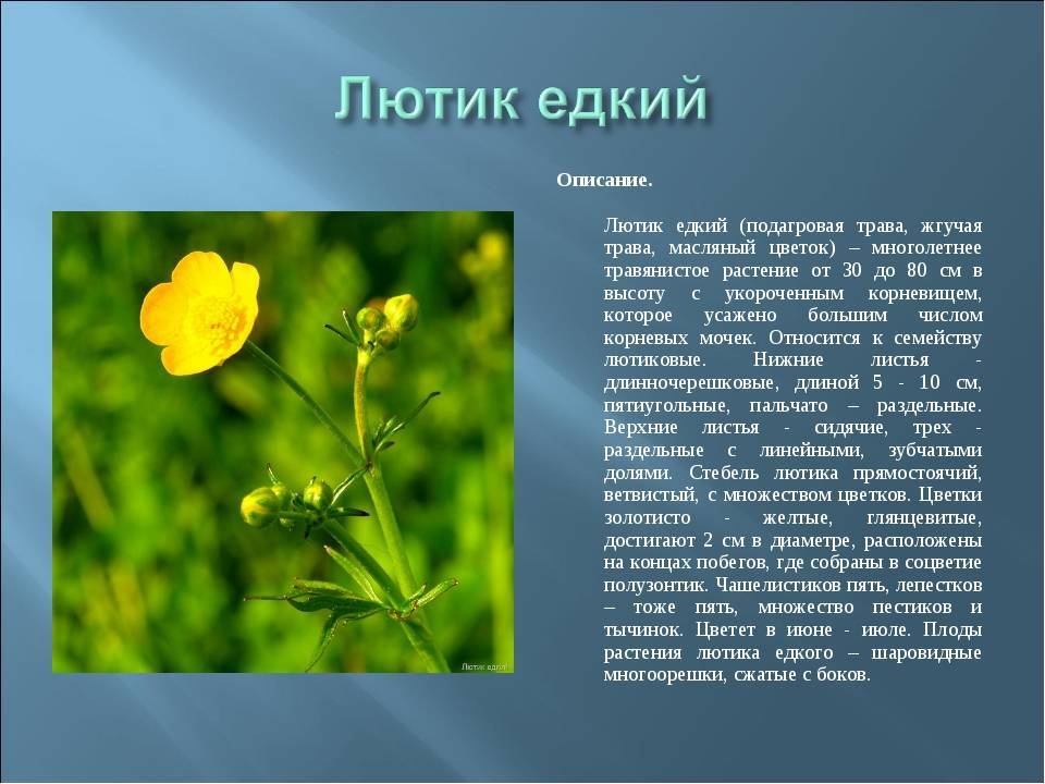 Лютик цветок фото и описание садовый