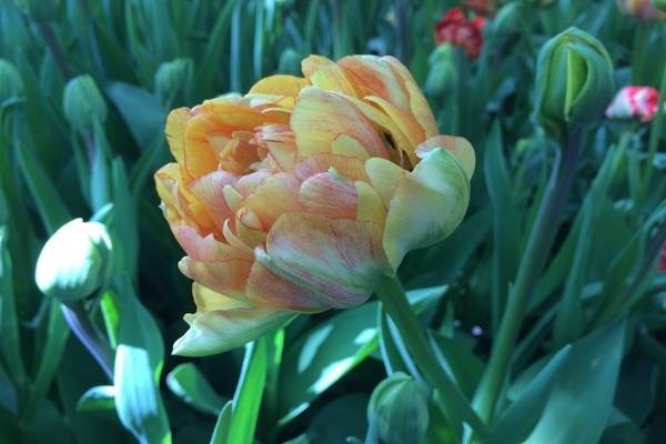 Карликовый тюльпан - лучшие сорта и классы, детальное описание