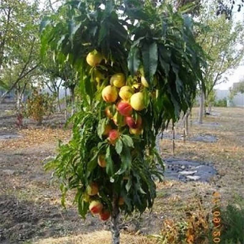 Колоновидный персик: лучшие сорта с названием, фото и описанием для всех регионов россии