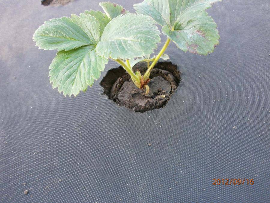 Как правильно посадить клубнику осенью: технология и схема, видео и фото
