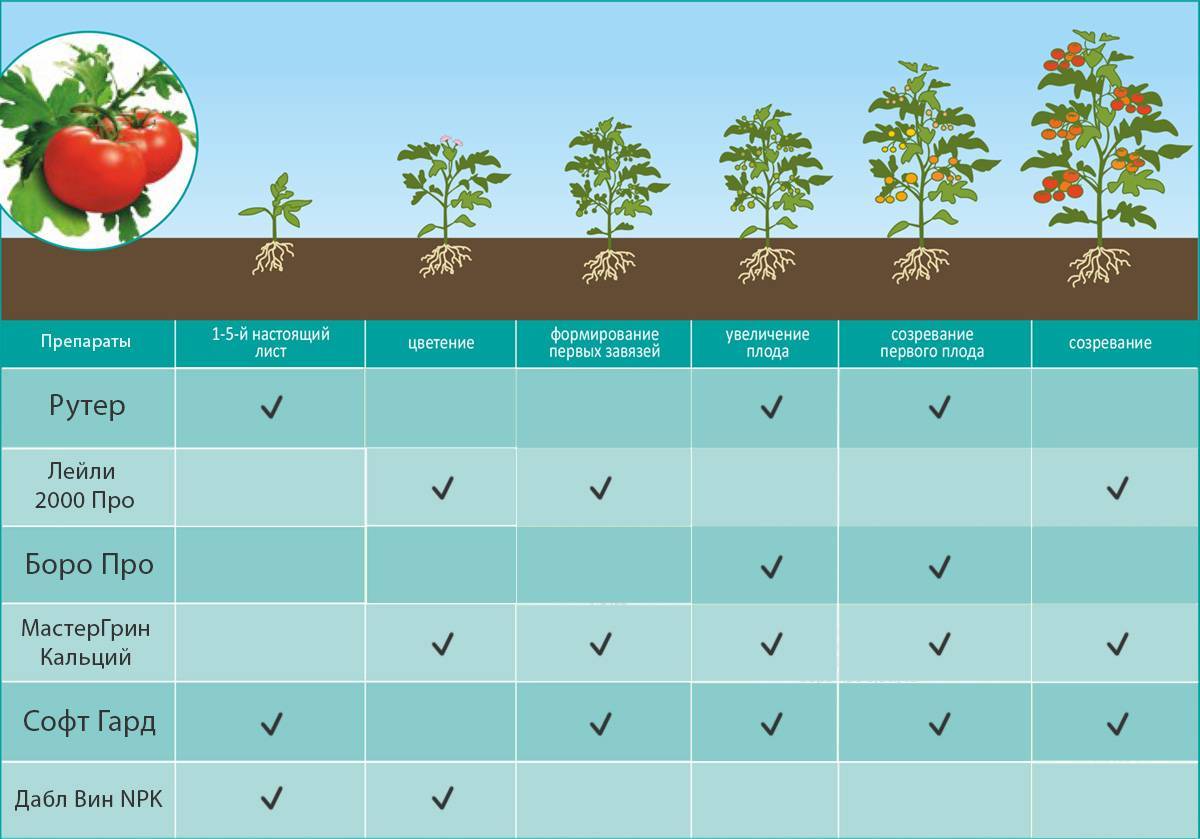 Помидоры схема подкормки