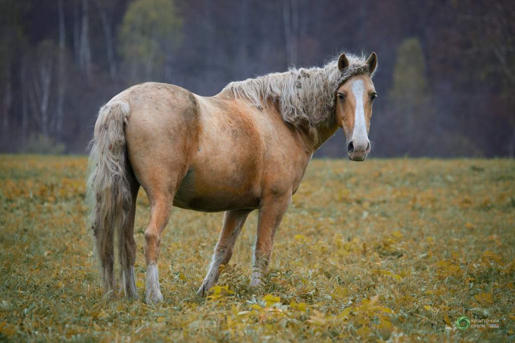 Как называется дикая башкирская лошадь. выносливые лошади башкирской породы