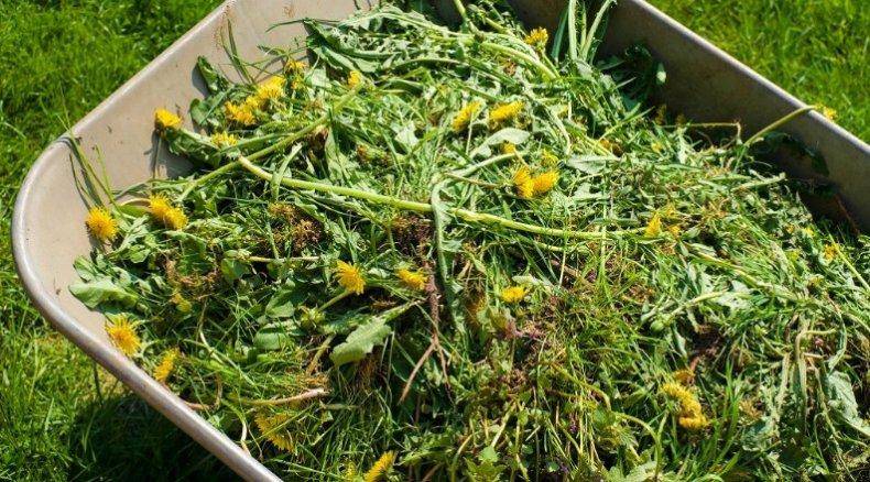 Как приготовит удобрение из травы? зеленое удобрение своими руками