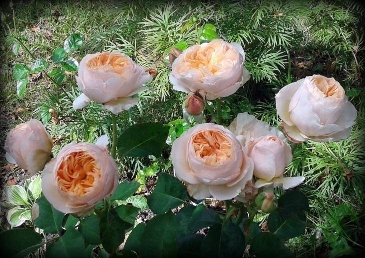 Роза остин джульетта фото и описание