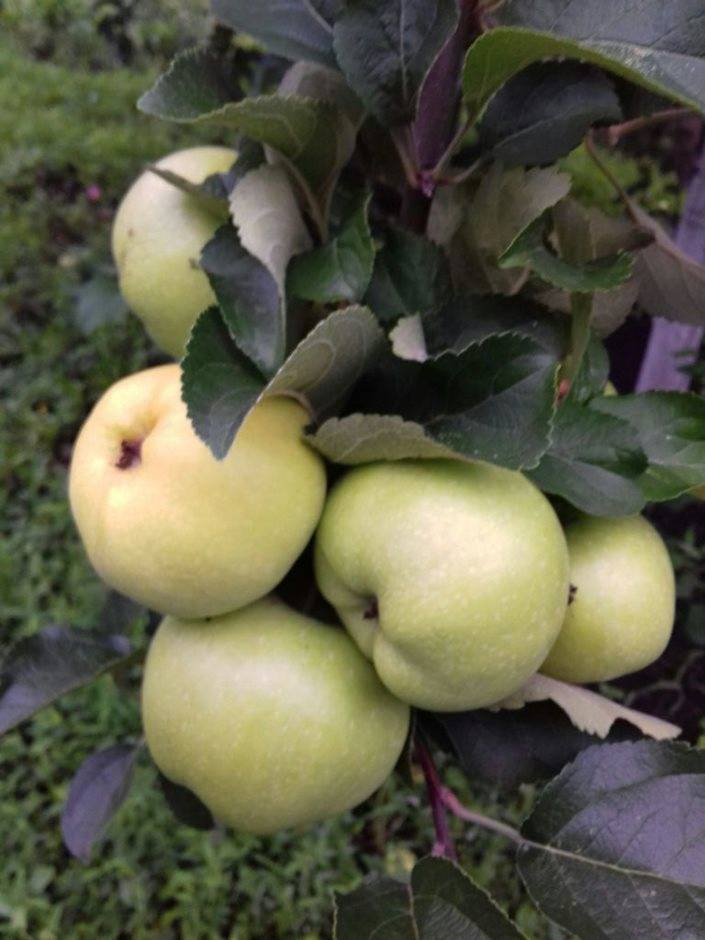 Фото яблони богатырь фото и описание сорта