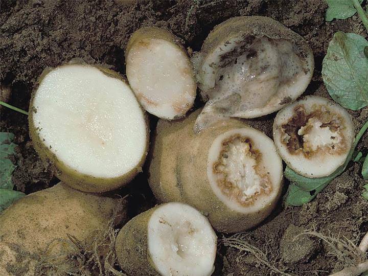 Чем лечить картошку от сухой гнили и других видов болезни