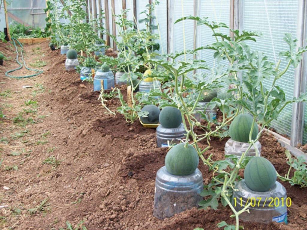 Рассада арбуза: когда и как правильно сажать семена, ухаживать
