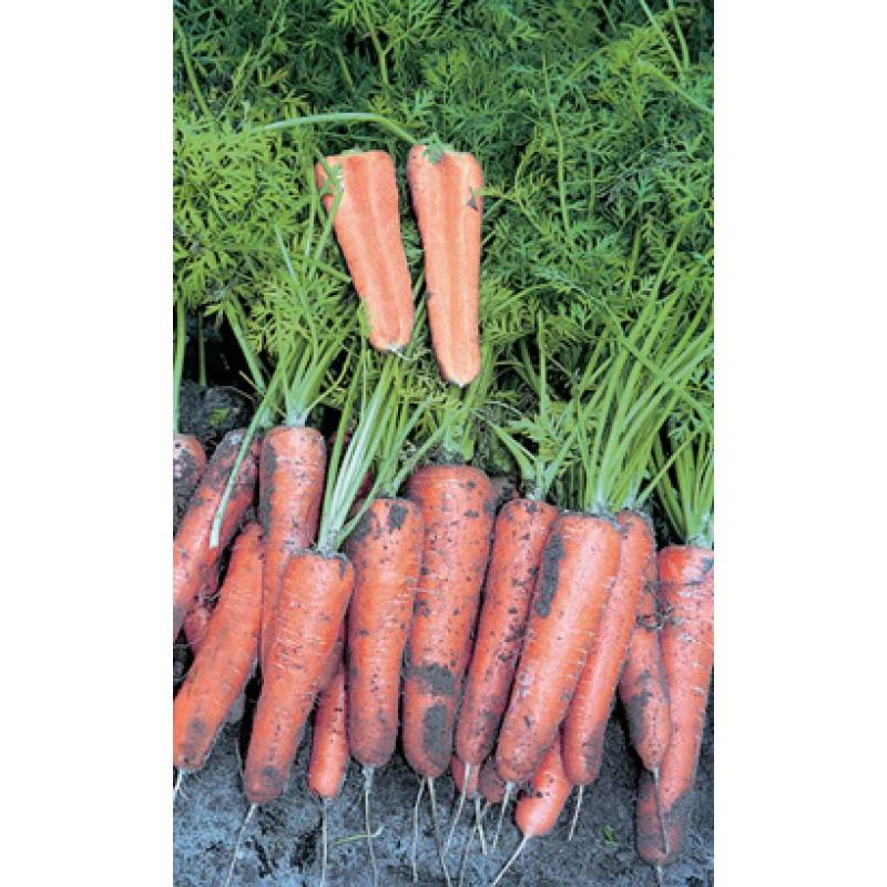 Морковь канада: отзывы, характеристика и урожайность сорта, фото