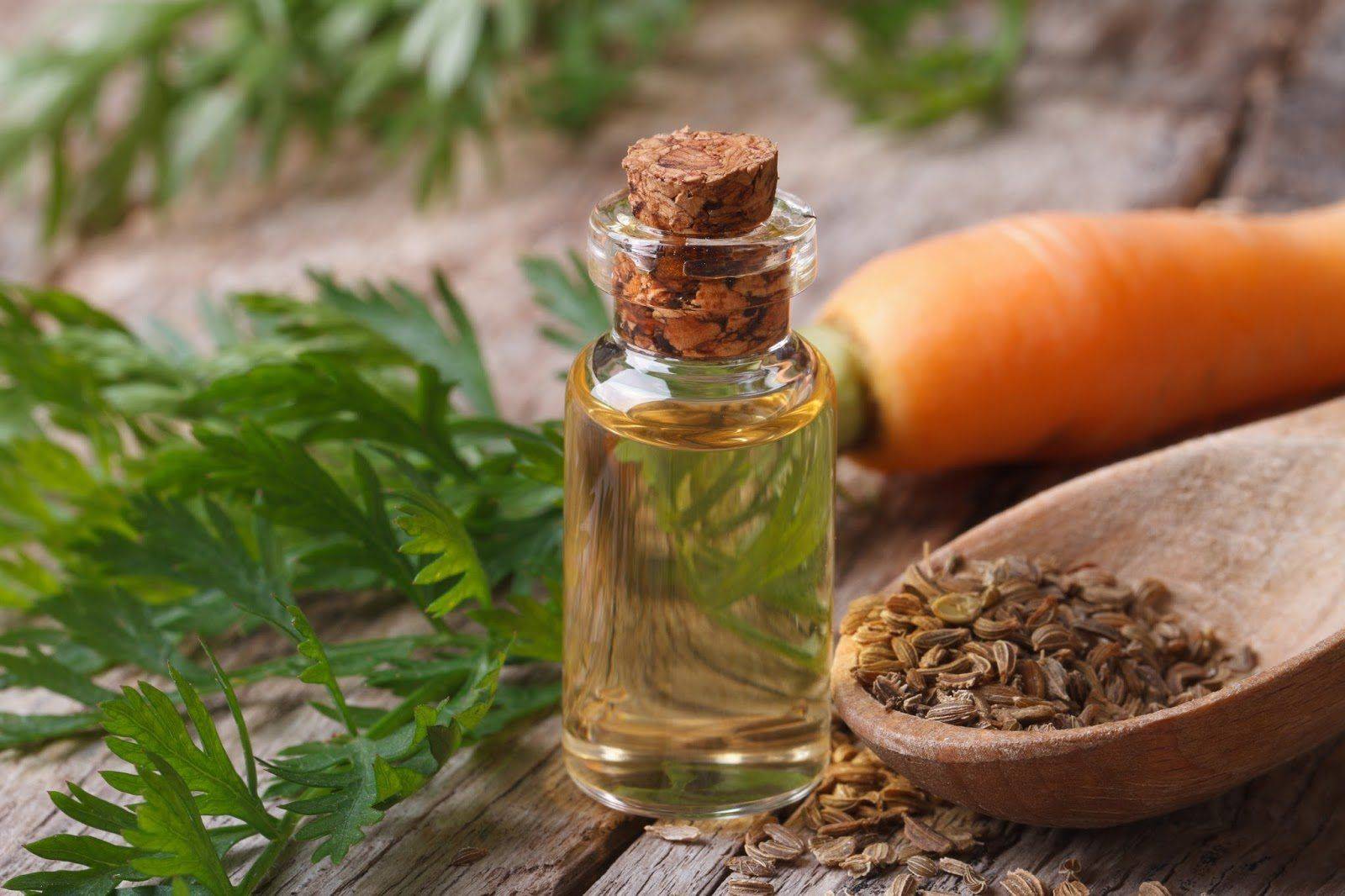 Эфирное масло семян моркови - польза и применение