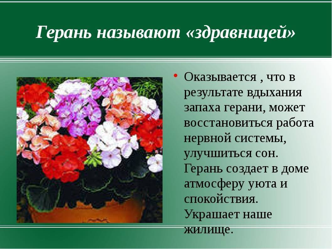 История пеларгонии. Герань комнатное растение. 2. Герань (пеларгония). Герань комнатное растение описание. Пеларгония душистая и зональная.