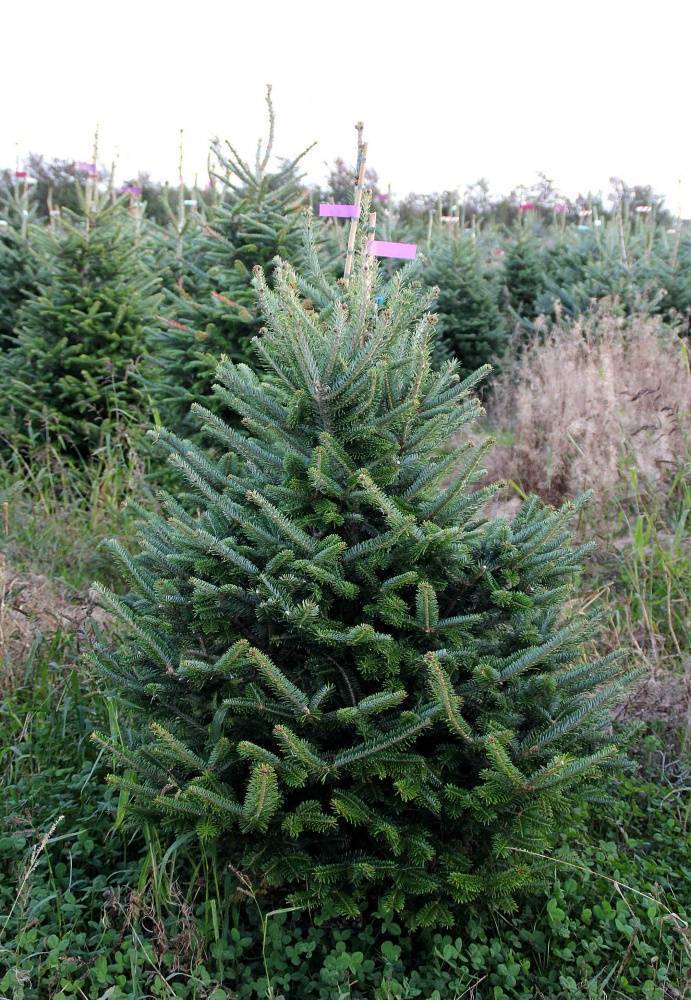 Пихта фразера – лучшее новогоднее дерево