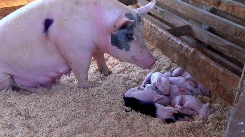 Опорос свиньи: как рожает свинья, сколько приносит поросят и многое другое