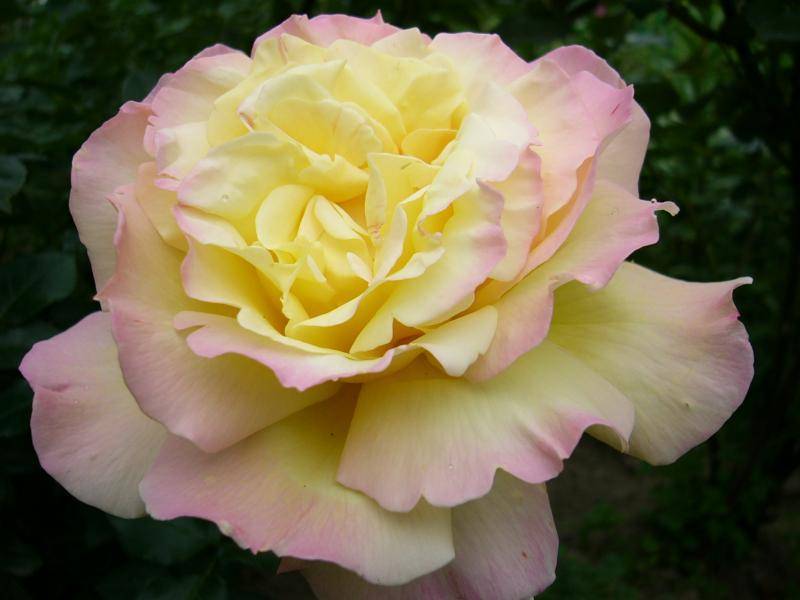 Глория роза фото и описание