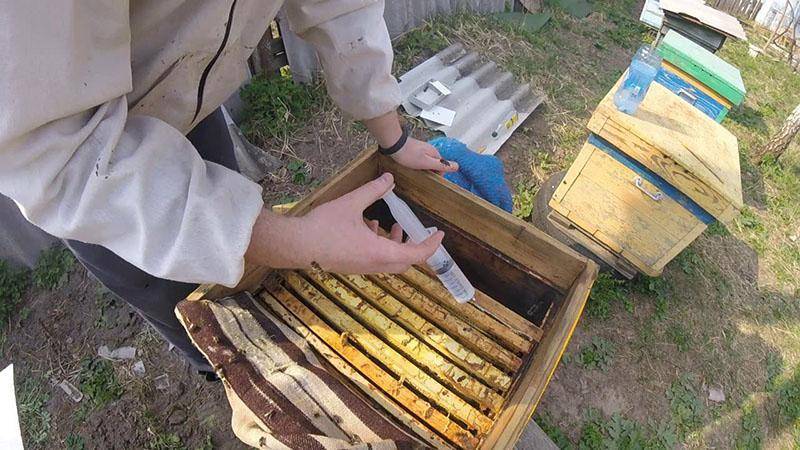 Обработка пчел бипином осенью — дозировка и сроки проведения процедуры. как и когда обрабатывать пчел бипином?