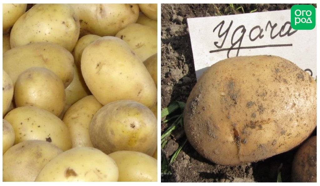 Лучшие сорта картофеля для сибири (западной и восточной): описания и характеристики