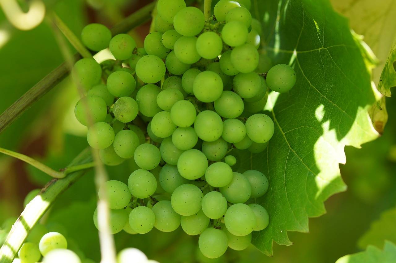 Зеленый виноград: польза и вред для здоровья. как употреблять зелёный виноград с пользой и не допустить вреда