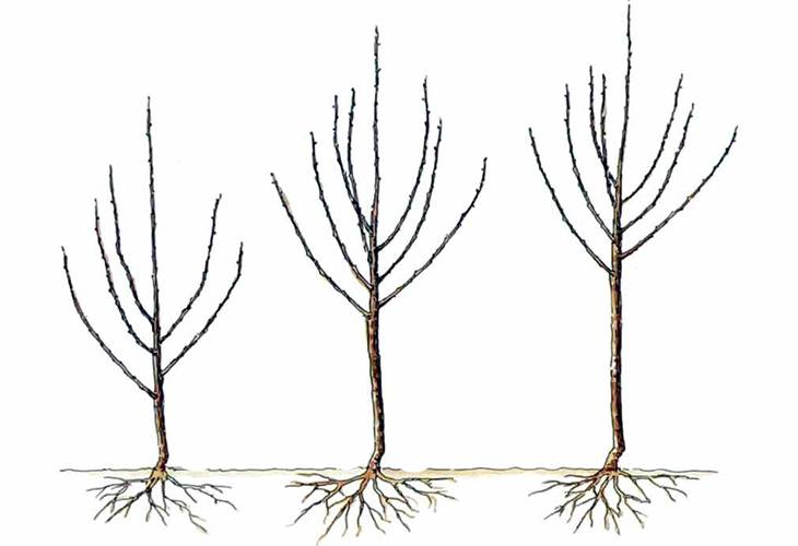 Схема обрезки саженца груши