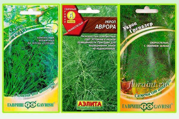 Укроп салют: отзывы, фото, выращивание на зелень