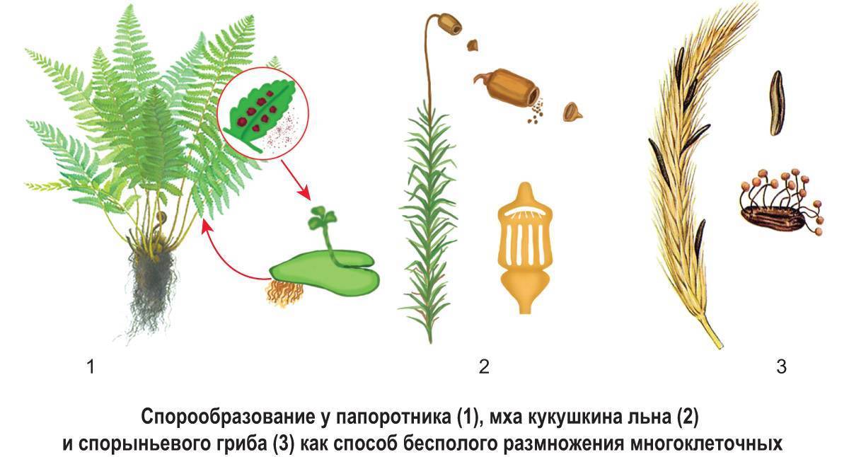Примеры папоротниковидных растений названия, общая характеристика папоротниковидных, виды папоротников названия и фото