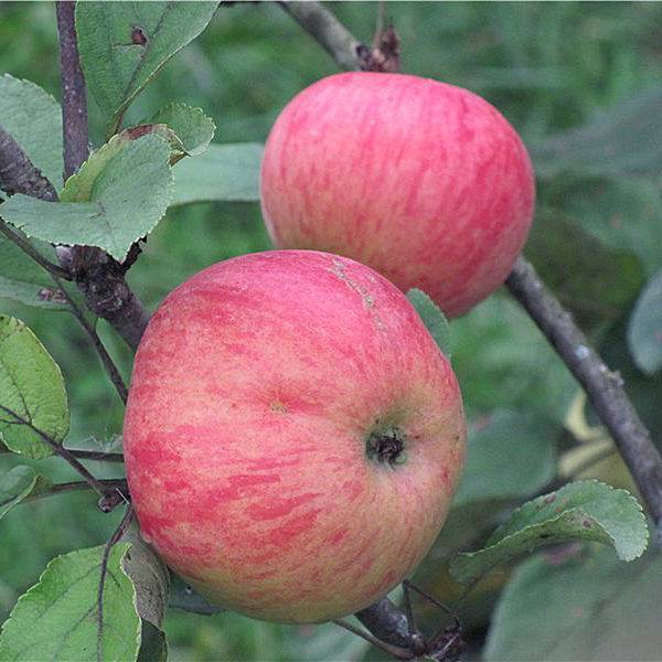 Описание и характеристики сорта яблони орловим, нюансы выращивания