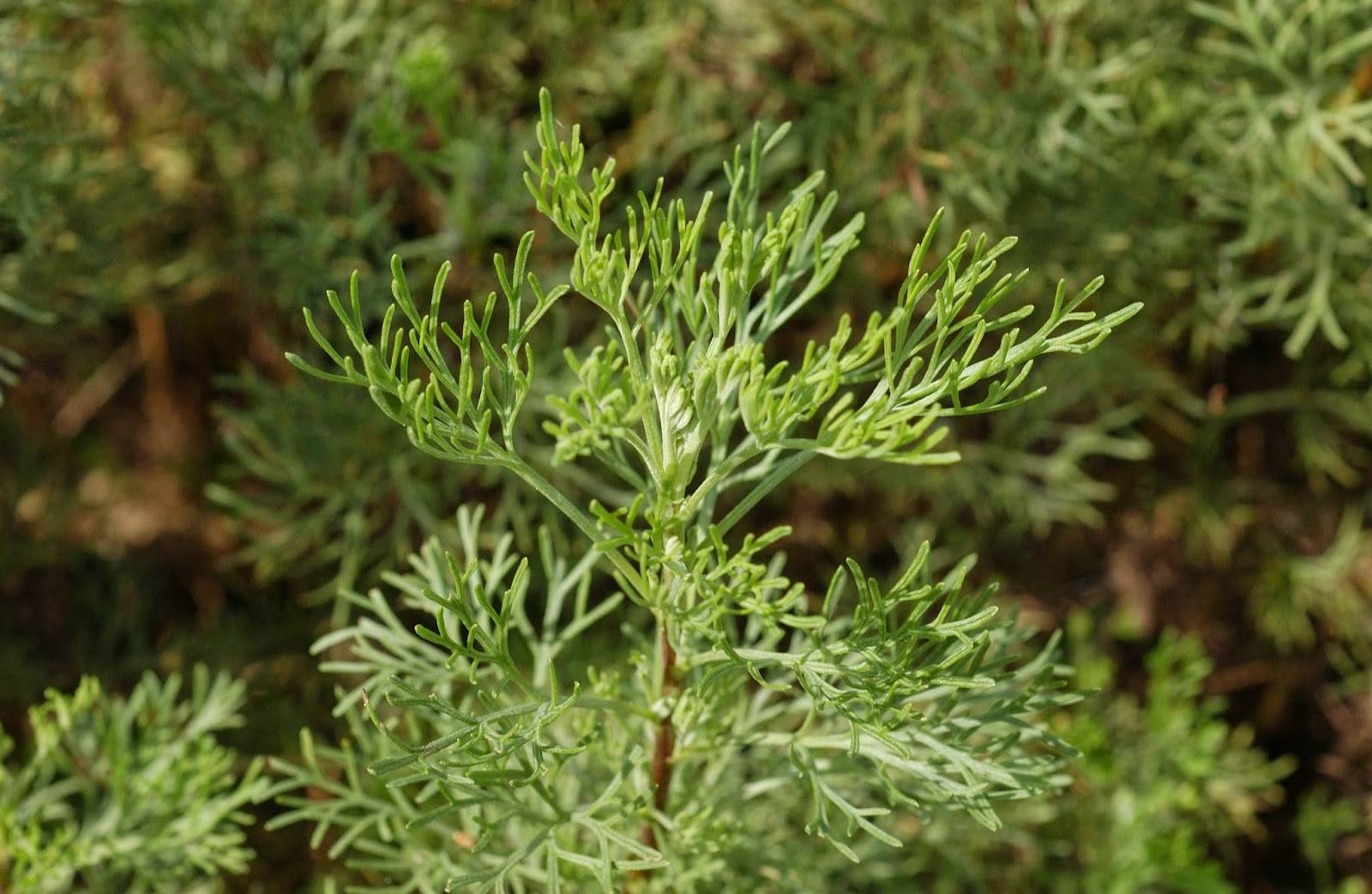 Полынь лечебная Artemisia abrotanum