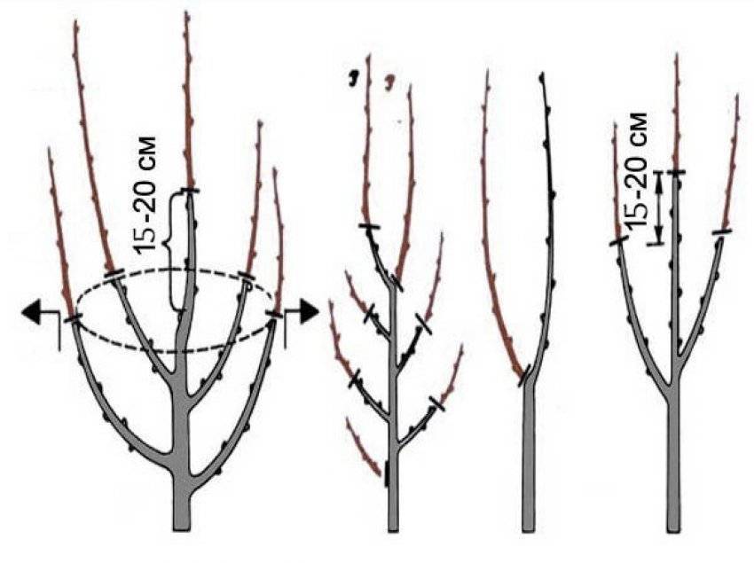 Схема подрезки яблонь