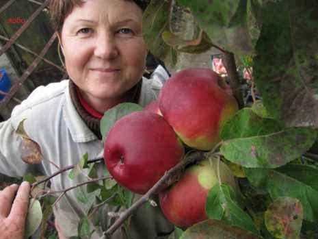 Яблоня сорта лобо – привет из канады