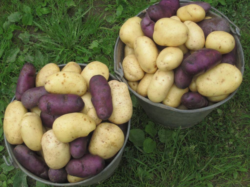 Сорт картофеля «сильвана (sylvana)» – описание и фото