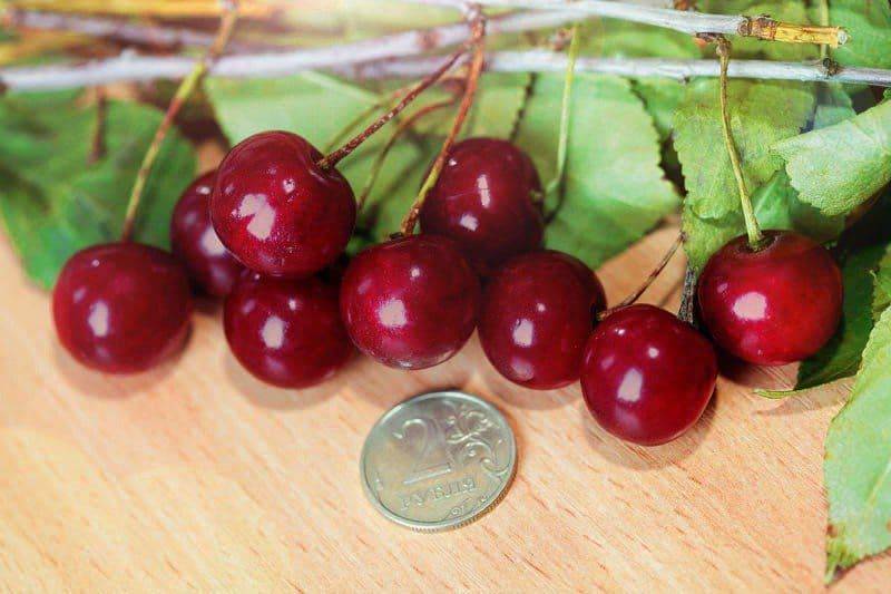 Описание сорта вишни брусницына и особенности ее выращивания