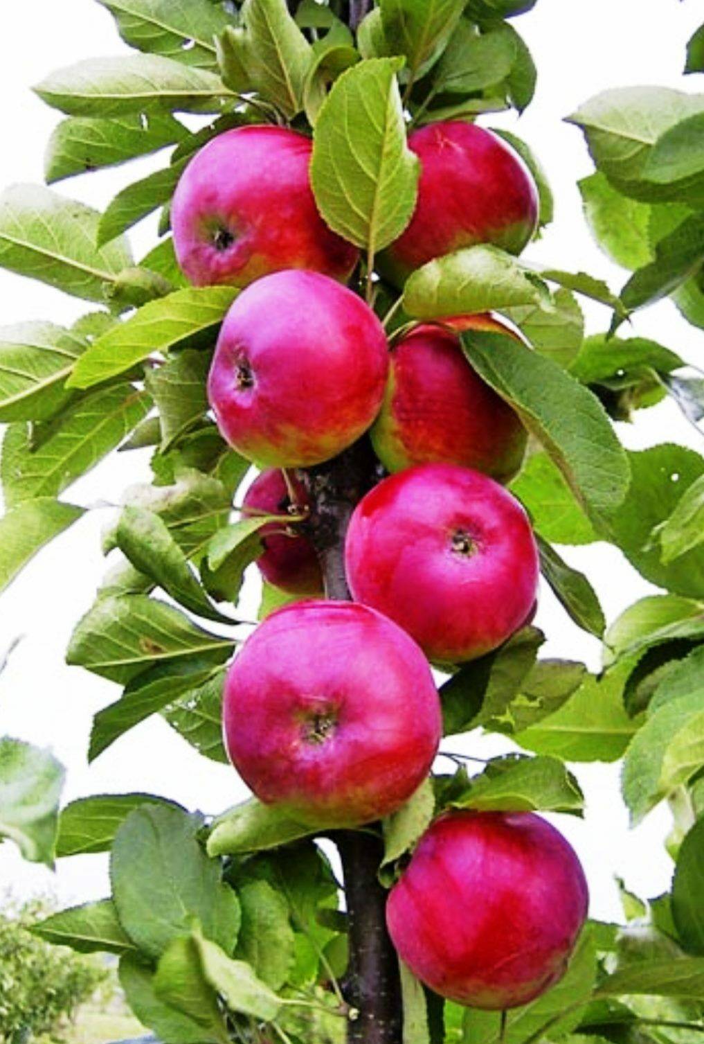 Колоновидная яблоня есения описание сорта